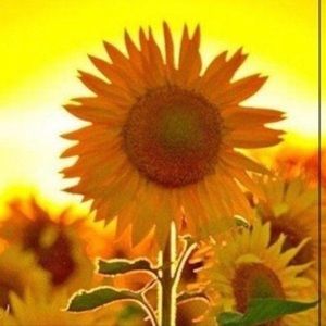 Meet your Posher, Karmel